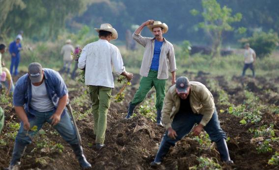 Kübalı çiftçiler tatlı patates ekiyorlar