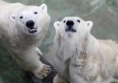 Kutup Ayıları Bilim İnsanlarını “Tutsak” Aldı, Hayatları İçin Direniyorlar