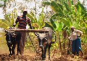 Tohum Mühendisliği ve Küresel Piyasalara Bakış, Afrikalı Çiftçileri Neler Bekliyor?