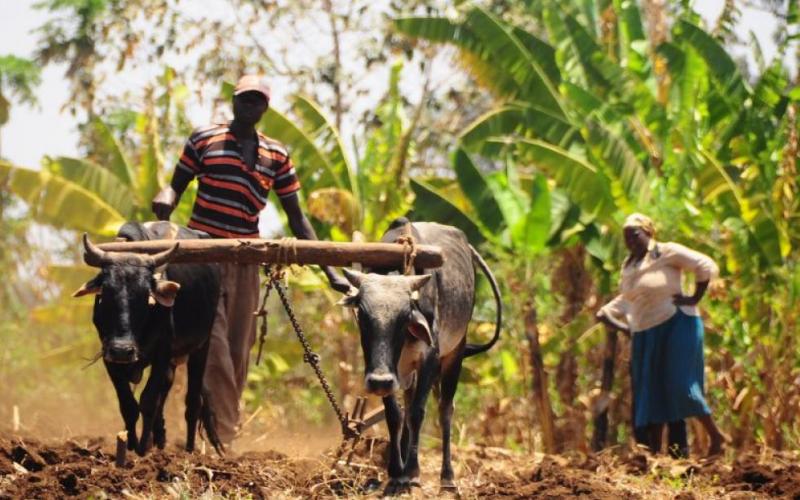 Tohum Mühendisliği ve Küresel Piyasalara Bakış, Afrikalı Çiftçileri Neler Bekliyor?